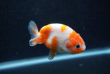 Baby Ranchu  Sakura 3 Inch (ID#1227R9c-23) Free2Day SHIPPING