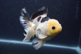 Thai Oranda  Lemon Head Panda 5 Inch (ID#408T6b-120)