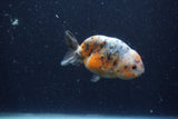 Juvenile Ranchu  Calico 3.5 Inch (ID#1224R9b-49) Free2Day SHIPPING