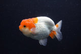 Juvenile Lionchu  Red White 3.5 Inch (ID#1227R11a-16) Free2Day SHIPPING