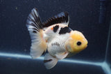 Thai Oranda  Lemon Head Panda 5 Inch (ID#408T6b-120)