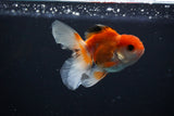 Juvenile Thai Oranda  Tricolor 3.5 Inch (ID#1112To13b-84) Free2Day SHIPPING