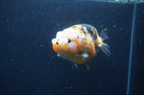 Milk Cow Ranchu  Calico 4 Inch (ID#401R10c-98) Free2Day SHIPPING