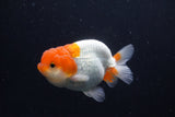 Juvenile Lionchu  Red White 3.5 Inch (ID#1227R11a-16) Free2Day SHIPPING