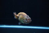 Ranchu  Lavender 3.5 Inch (ID#221R8c-55) Free2Day SHIPPING