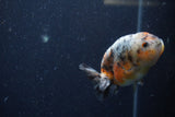 Juvenile Ranchu  Calico 3.5 Inch (ID#1224R9b-49) Free2Day SHIPPING