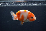 Baby Ranchu  Sakura 3 Inch (ID#1227R9c-23) Free2Day SHIPPING