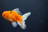 Thai Oranda  Calico 4 Inch (ID#1008ToPTA-38) Free2Day SHIPPING