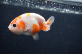 Baby Ranchu  Sakura 3 Inch (ID#1227R9c-23) Free2Day SHIPPING