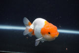 Juvenile Lionchu  Red White 3.5 Inch (ID#1227R11a-16) Free2Day SHIPPING