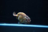 Ranchu  Lavender 3.5 Inch (ID#221R8c-55) Free2Day SHIPPING