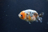 Juvenile Ranchu  Calico 3.5 Inch (ID#1224R9b-49) Free2Day SHIPPING