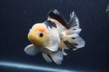 Thai Oranda  Lemon Head Panda 5 Inch (ID#408T6b-120)