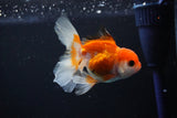 Juvenile Thai Oranda  Tricolor 3.5 Inch (ID#1112To13b-84) Free2Day SHIPPING