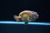 Ranchu  Lavender 3.5 Inch (ID#221R8c-55) Free2Day SHIPPING