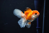 Juvenile Thai Oranda  Tricolor 3.5 Inch (ID#1112To13b-84) Free2Day SHIPPING