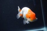 Juvenile Lionchu  Red White 3.5 Inch (ID#1227R11a-16) Free2Day SHIPPING