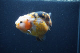 Milk Cow Ranchu  Calico 4 Inch (ID#401R10c-98) Free2Day SHIPPING