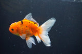 Thai Oranda  Calico 4 Inch (ID#1008ToPTA-38) Free2Day SHIPPING