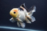 Thai Oranda  Lemon Head Panda 5 Inch (ID#408T6b-120)