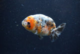 Juvenile Ranchu  Calico 3.5 Inch (ID#1224R9b-49) Free2Day SHIPPING