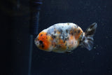 Juvenile Ranchu  Calico 3.5 Inch (ID#1224R9b-49) Free2Day SHIPPING