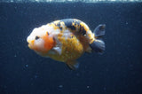 Milk Cow Ranchu  Calico 4 Inch (ID#401R10c-98) Free2Day SHIPPING