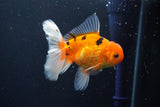 Thai Oranda  Calico 4 Inch (ID#1008ToPTA-38) Free2Day SHIPPING