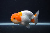 Juvenile Lionchu  Red White 3.5 Inch (ID#1227R11a-16) Free2Day SHIPPING