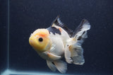 Thai Oranda  Lemon Head Panda 5 Inch (ID#408T6b-120)