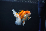 Juvenile Thai Oranda  Tricolor 3.5 Inch (ID#1112To13b-84) Free2Day SHIPPING