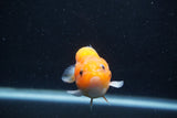 Baby Ranchu  Sakura 2.5 Inch (ID#1227R9c-24) Free2Day SHIPPING