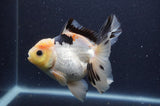 Thai Oranda  Lemon Head Panda 5 Inch (ID#408T6b-120)