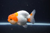 Juvenile Lionchu  Red White 3.5 Inch (ID#1227R11a-16) Free2Day SHIPPING