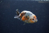 Juvenile Ranchu  Calico 3.5 Inch (ID#1224R9b-49) Free2Day SHIPPING