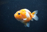 Baby Ranchu  Sakura 2.5 Inch (ID#1227R9c-24) Free2Day SHIPPING