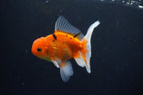 Thai Oranda  Calico 4 Inch (ID#1008ToPTA-38) Free2Day SHIPPING