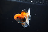 Juvenile Thai Oranda  Tricolor 3.5 Inch (ID#1112To13b-84) Free2Day SHIPPING