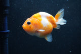 Baby Ranchu  Sakura 2.5 Inch (ID#1227R9c-24) Free2Day SHIPPING