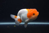 Juvenile Lionchu  Red White 3.5 Inch (ID#1227R11a-16) Free2Day SHIPPING