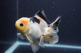 Thai Oranda  Lemon Head Panda 5 Inch (ID#408T6b-120)