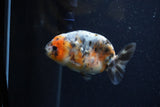 Juvenile Ranchu  Calico 3.5 Inch (ID#1224R9b-49) Free2Day SHIPPING