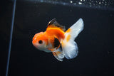 Juvenile Thai Oranda  Tricolor 3.5 Inch (ID#1112To13b-84) Free2Day SHIPPING