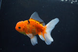 Thai Oranda  Calico 4 Inch (ID#1008ToPTA-38) Free2Day SHIPPING