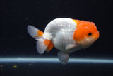 Juvenile Lionchu  Red White 3.5 Inch (ID#1227R11a-16) Free2Day SHIPPING