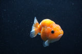 Baby Ranchu  Sakura 2.5 Inch (ID#1227R9c-24) Free2Day SHIPPING