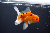 Thai Oranda  Calico 4 Inch (ID#1008ToPTA-38) Free2Day SHIPPING