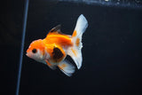 Juvenile Thai Oranda  Tricolor 3.5 Inch (ID#1112To13b-84) Free2Day SHIPPING