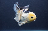 Thai Oranda  Lemon Head Panda 5 Inch (ID#408T6b-120)