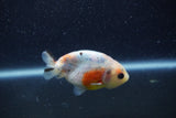 Baby Ranchu  Calico 2.5 Inch (ID#1210R9c-42) Free2Day SHIPPING